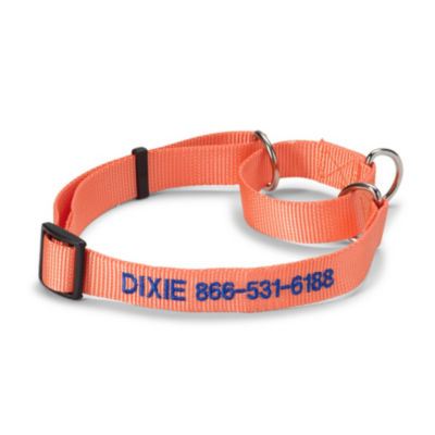 Personalized Martingale No Pull Dog Collar Salmon 