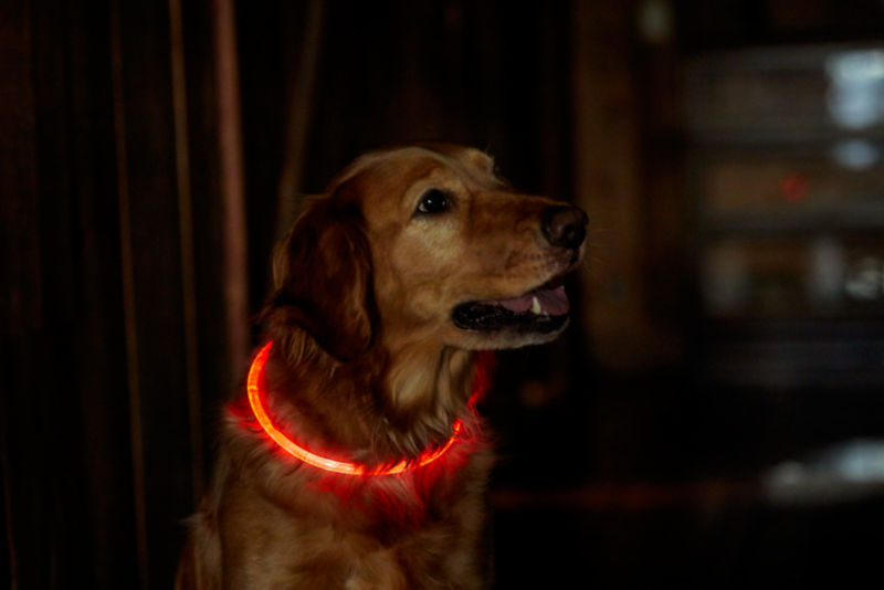 LED Rechargeable Safety Dog Collar Orvis