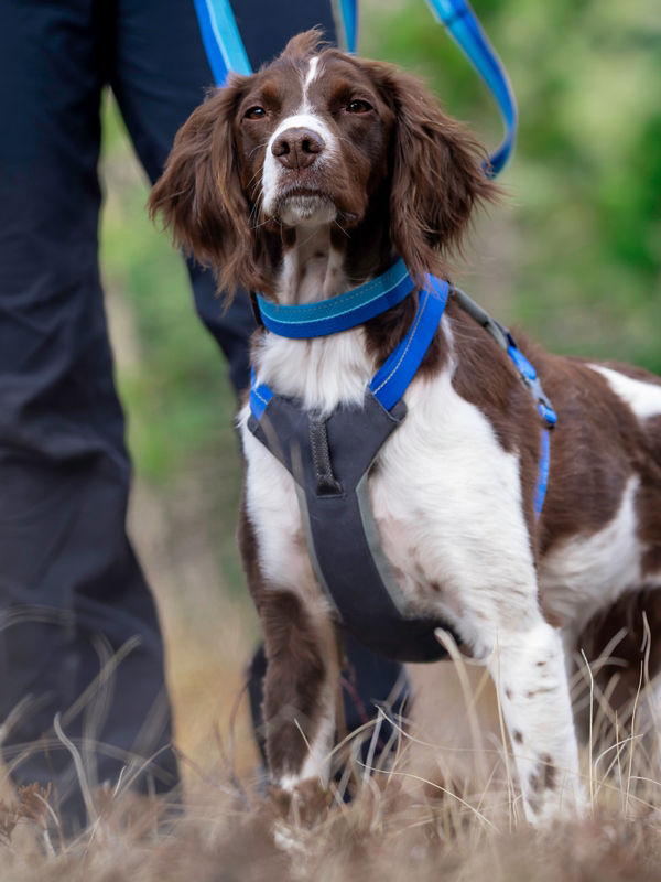 A spaniel looking forward wearing a blue collar and harness.