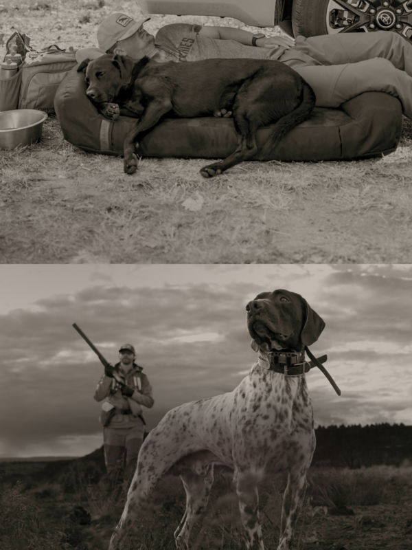A collage of 2 black and white photos featuring hunters and dogs in the field.