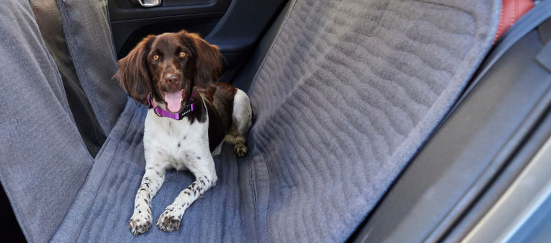 A spaniel lying on a car seat protector in the back of a car.