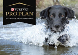 A black dog running through the water with the Purina logo.