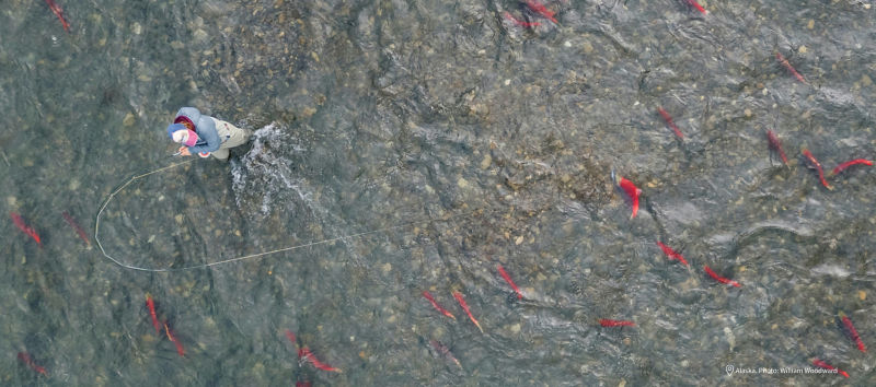 Looking down from above as an angler hooks a salmon from knee-deep in a river.