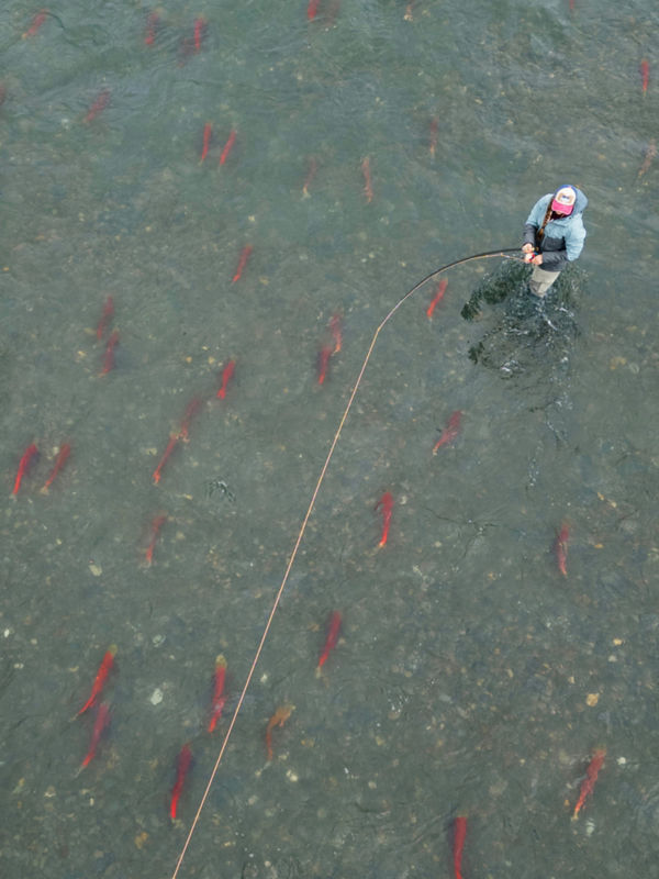 Looking down from above as an angler hooks a salmon from knee-deep in a river.