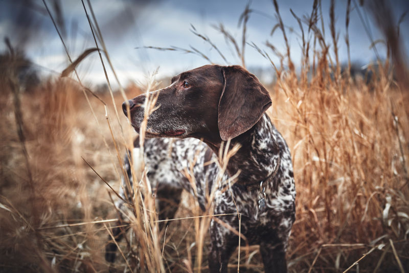 A beautiful bird dog in a field of grass.