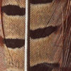 Pheasant Tail - NATURAL BROWN