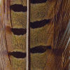 Pheasant Tail - OLIVE