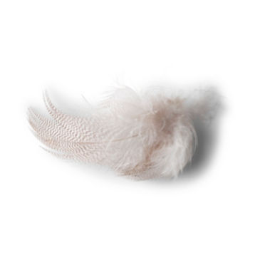 Mallard Duck Side Feathers - 