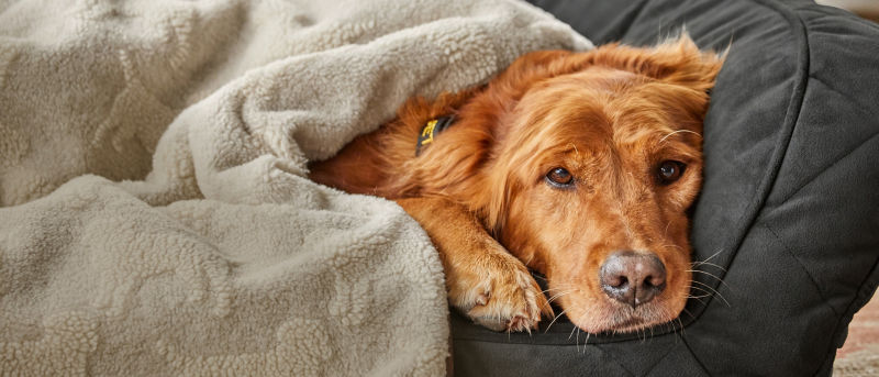 A golden retriever lying down on a dog bed under a fuzzy beige blanket.