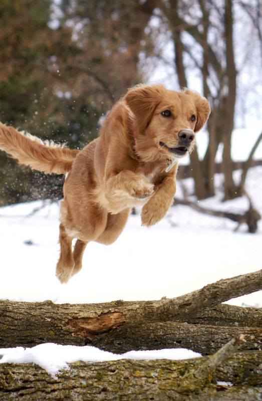 A golden retriever leaps over a log while running in the snow.