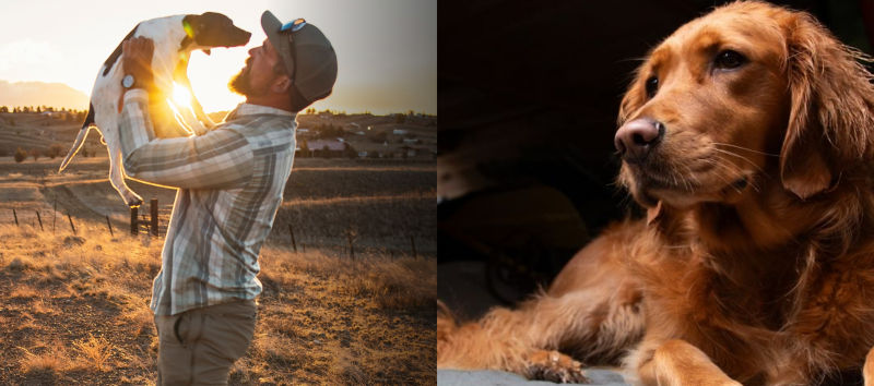 Split image of a man picking up his dog with a sunset background on left and an upclose shot of a golden retriever on right