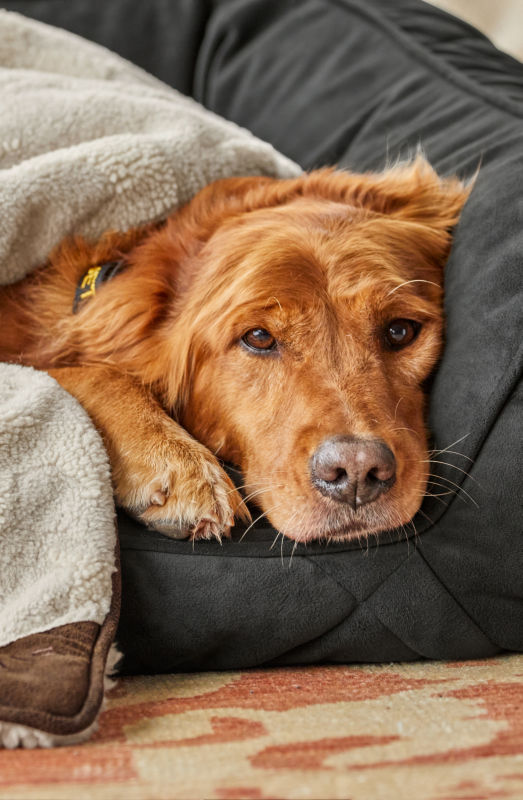 A golden retriever snuggled up in a dog bed under a blanket.