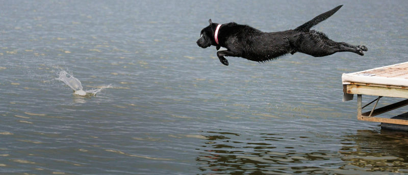 A black labrador mid-jump into the water to fetch a ball is just splashing down.
