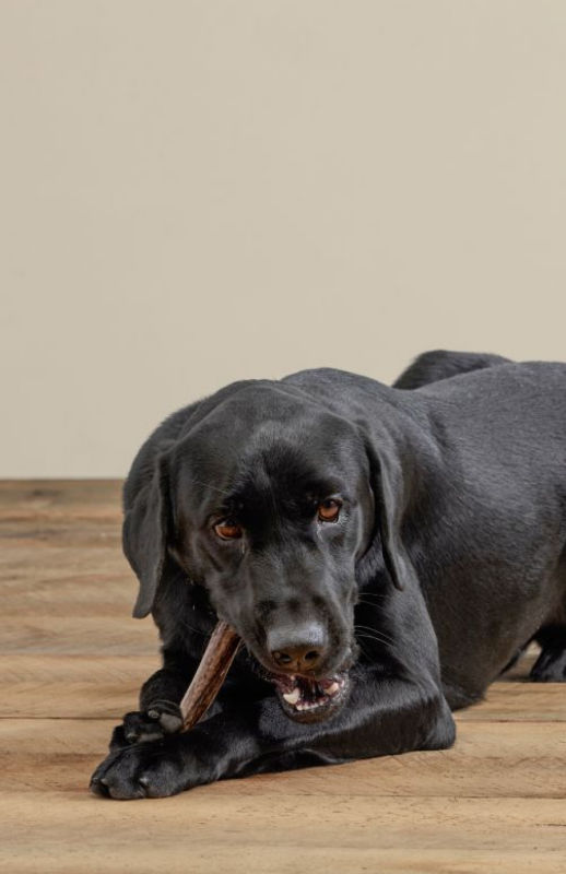 A black labrador chewing on a bully stickwhile laying on a wooden floor.