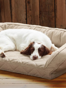 A brown a white dog asleep on a beige dog bed