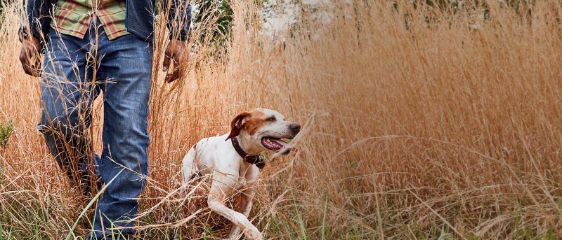 A hunter wearing a blue vest over a plaid shirt walks through a field of high dry grass with his hunting dog.