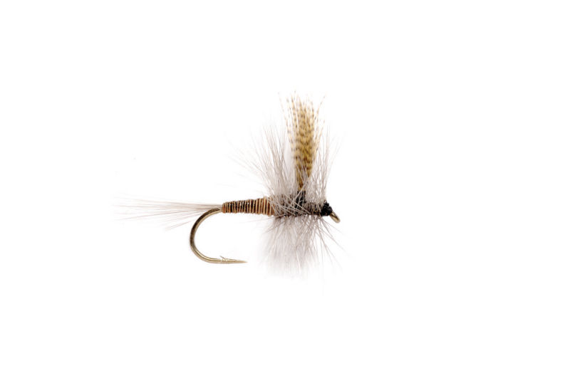 Red Quill -  image number 0