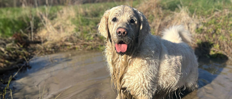 A soaked yellow lab standing in and wearing muddy water from a puddle.
