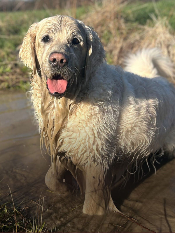 A soaked yellow lab standing in and wearing muddy water from a puddle.
