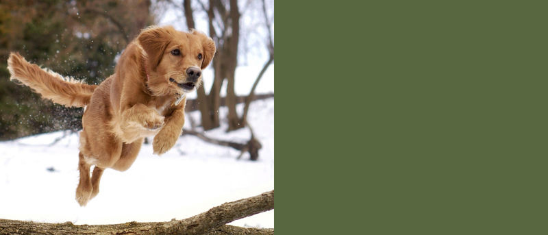 A golden retriever jumping over a tree branch in the snow.
