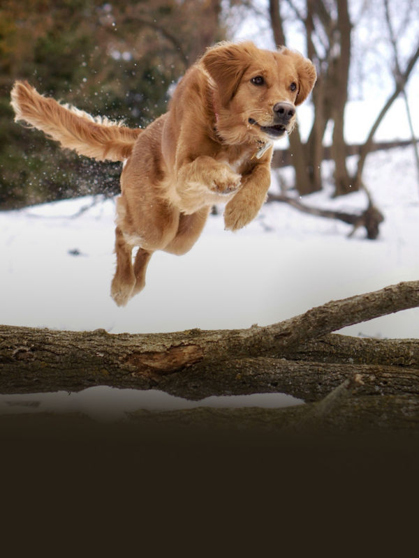 A golden retriever jumping over a tree branch in the snow.