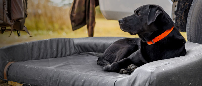 A black Labrador Retriever lying down on a grey dog bed next to a pickup truck..