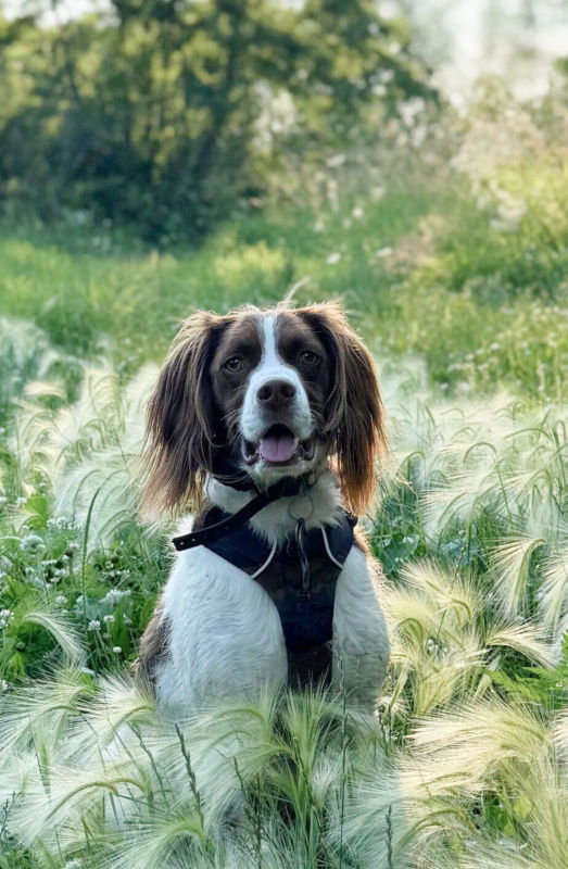 A liver and white dog sitting in a field of grass while wearing a harness and collar.