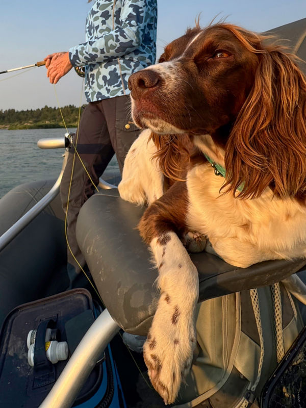 A dog lies on a boat chair while an angler fishes behind them.