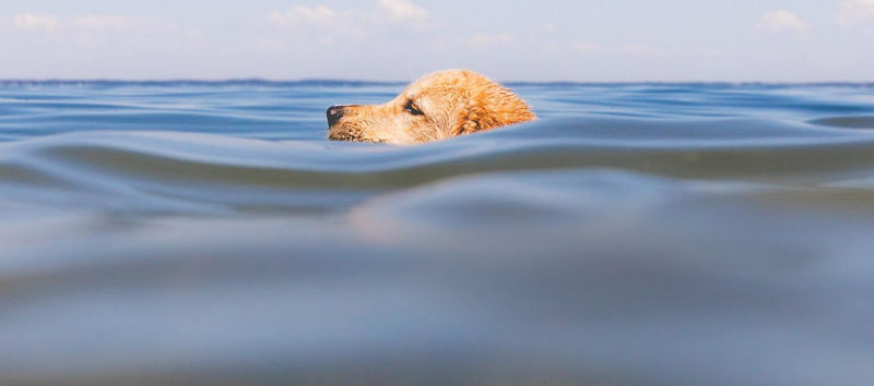 The head of a golden retriever shows above deep water while they swim.