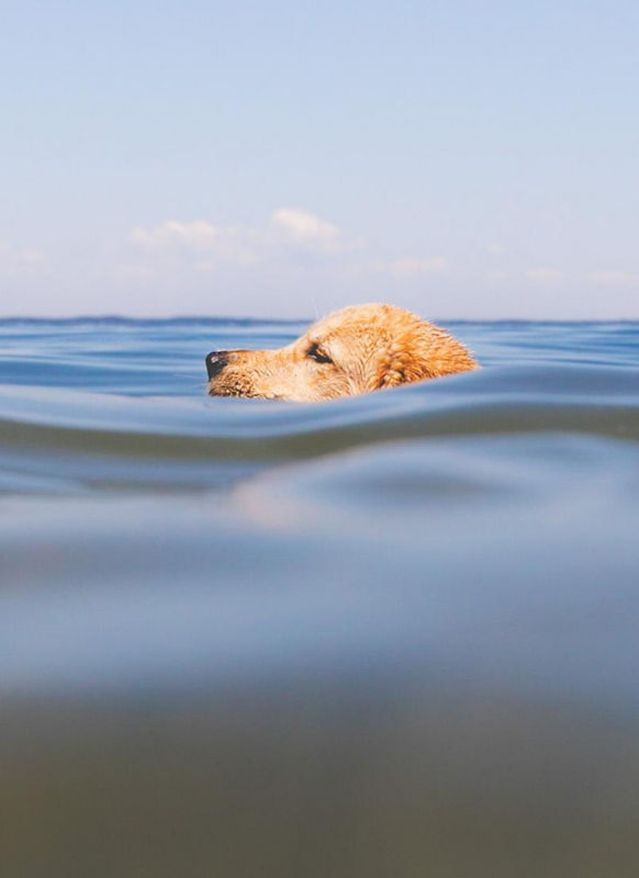 The head of a golden retriever shows above deep water while they swim.
