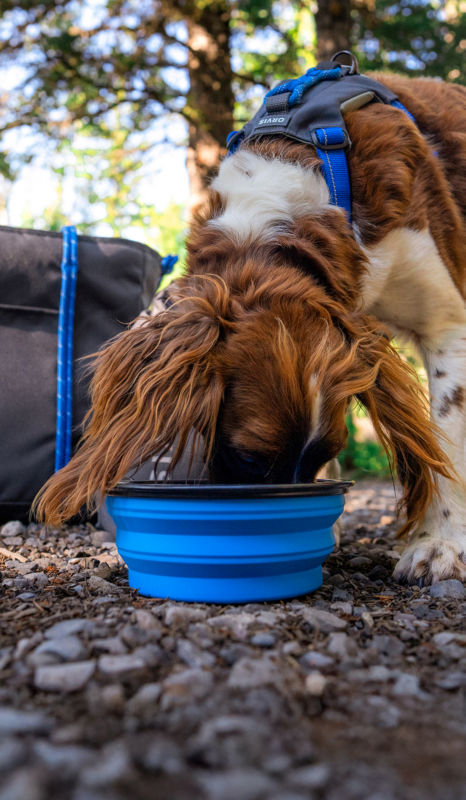 A spaniel wearing a blue harness eats out of a blue travel bowl in a forest.