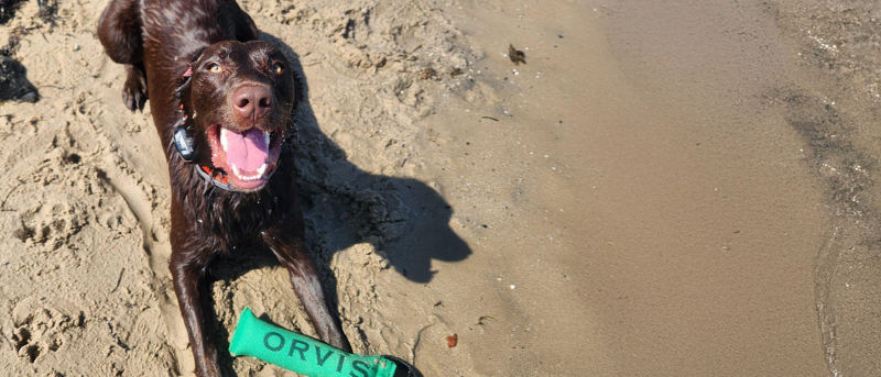 A soaking wet dog with an Orvis chew toy smiles while lying on the beach.