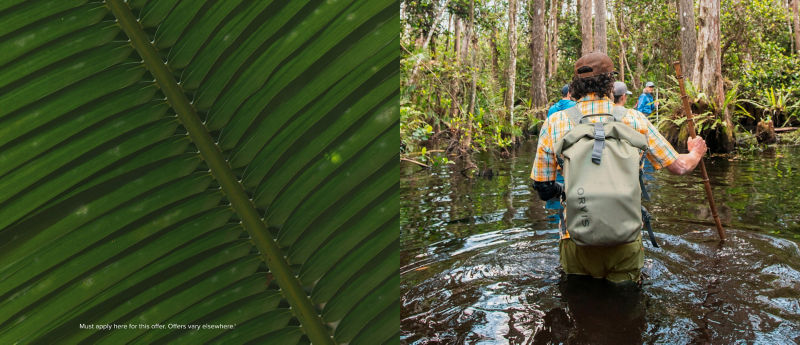 A split image, one side a close-up of a palm frond, the other a view of hikers wading through a swamp.