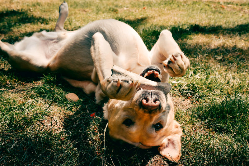 A yellow lab laying upside down with a bone in its mouth.
