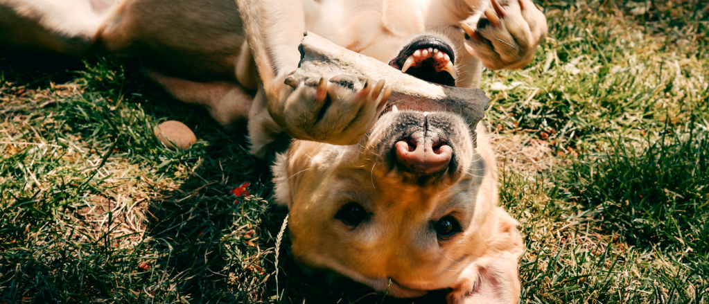 An adorable dog laying upside down in the grass with a bone in his mouth.