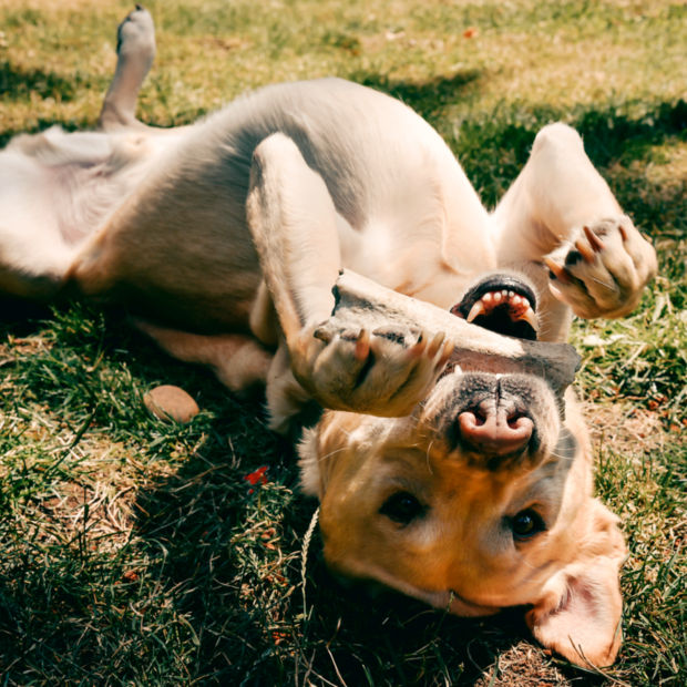 A yellow lab laying upside down with a bone in its mouth.