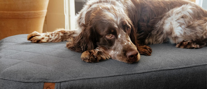 A freckled liver and white spaniel laying on grey dog bed.
