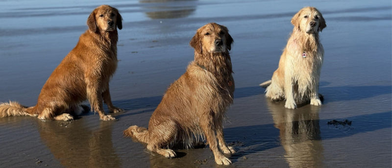Three wet golden retrievers sit on a reflective sandy beach with a large rock formation in the background