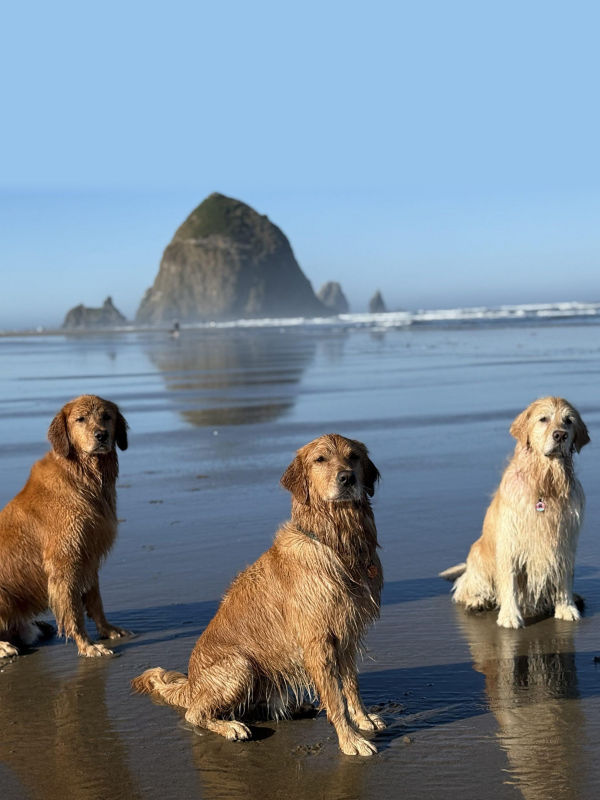Three wet golden retrievers sit on a reflective sandy beach with a large rock formation in the background