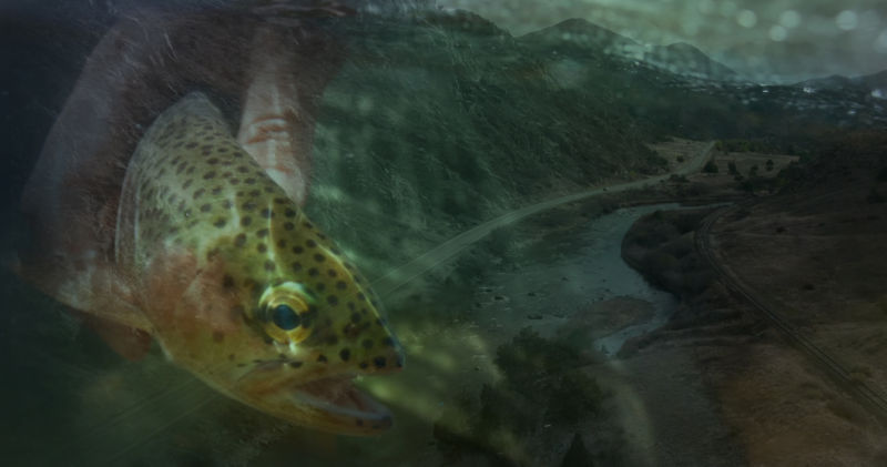 A composite image of a fish being released and a winding road through mountains