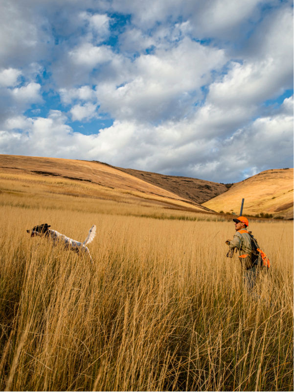 A person in hunting gear walking through a field of tall golden grass alongside a dog.