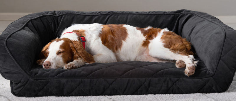 A brown-and-white spaniel asleep on a dark grey bolster bed.