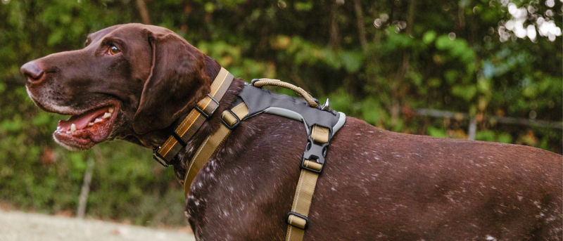A pointer wearing a Tough Trails woven collar and harness.