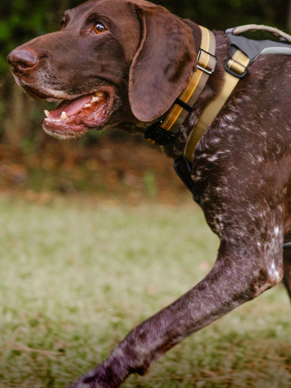 A pointer wearing a Tough Trails woven collar and harness.