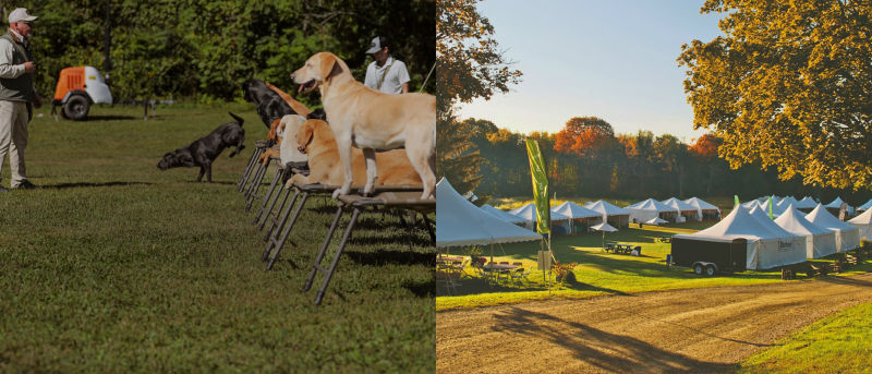 A two image collage: on the left dogs waiting on stands in front of a trainer and on the right vendor tents for the Orvis Game Fair.