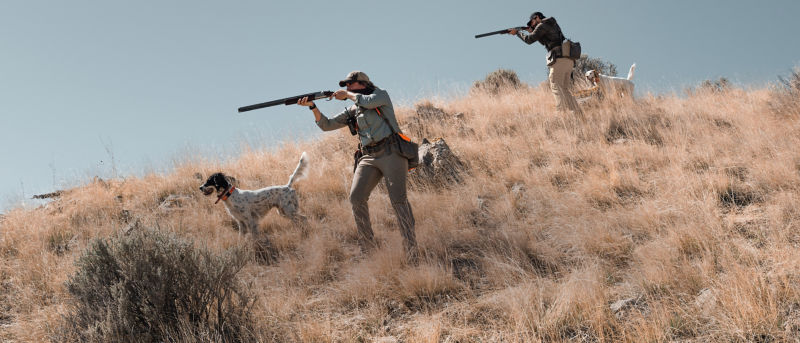 Two hunters aiming shotguns on a dry, grassy hillside under a clear blue sky with hunting dogs nearby.
