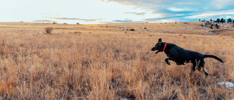 A black dog wearing a red collar leaping across an open grassland with mountains in the distance under a blue sky.