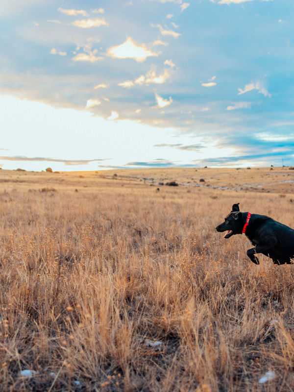 A black dog wearing a red collar leaping across an open grassland with mountains in the distance under a blue sky.