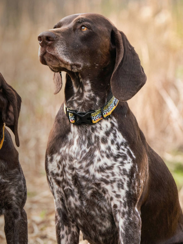 A German Shorthair Pointer wearing a fish-patterned collar sits in a field.