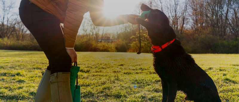 Dog handler rewarding a retriever during a training session in an open field.